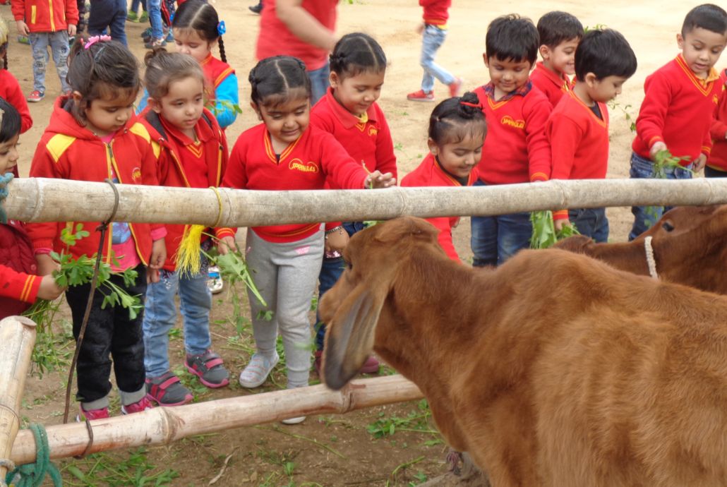 Springles Pre School